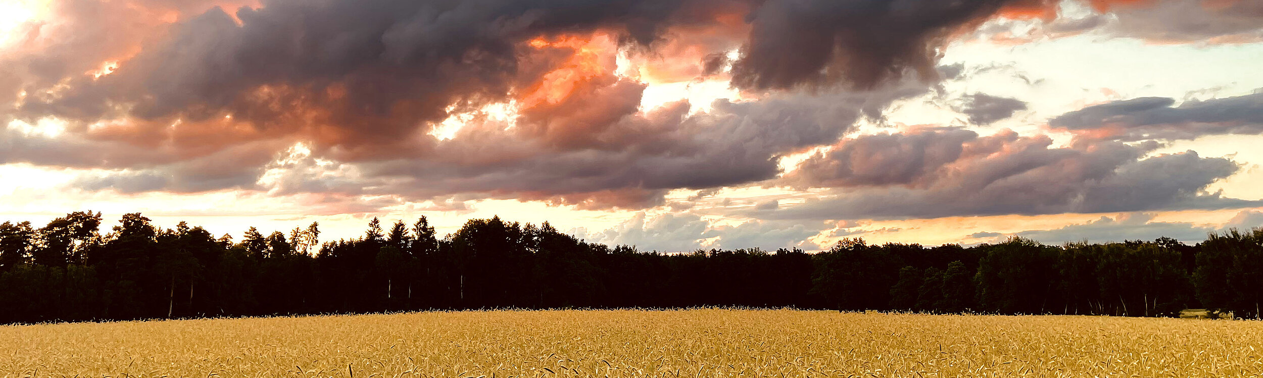 Getreidefeld im Sonnenuntergang in Barnstedt